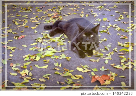 Independent cats of Istanbul roaming freely through the city s streets. Independent cats of Istanbul roaming freely through the city s streets. 140342253
