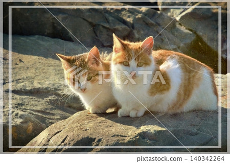 Independent cats of Istanbul roaming freely through the city s streets. Independent cats of Istanbul roaming freely through the city s streets. 140342264
