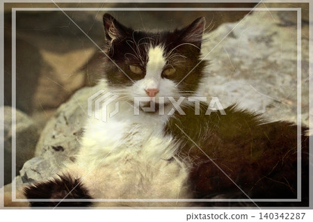 Independent cats of Istanbul roaming freely through the city s streets. 140342287