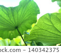 Lotus leaves viewed from below, bathed in summer light. 140342375