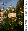 Roses in the garden glowing in the darkness of night 140342377