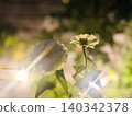 White flowers bathed in light in a garden at night 140342378