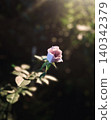 A single rose bathed in a spotlight 140342379