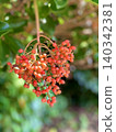 On a sunny day, I found a plant with red berries at a shrine. 140342381