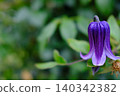 A single clematis in a spring park in Yokohama. 140342382