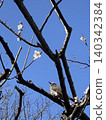 A bulbul perched on a plum tree branch in a sunny winter park. 140342384
