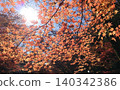 Autumn in Kyoto: vibrant autumn leaves and sunlight filtering through the trees at a shrine. 140342386