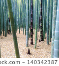 Quiet bamboo groves and bamboo shoots in Kamakura 140342387
