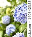 A walk in early summer, I found a bluish-purple hydrangea at a shrine. 140342388