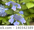 A bluish-purple hydrangea I found on a walk in early summer. 140342389