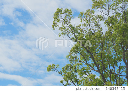 Blue sky and fresh green tree Blue sky and fresh green tree 140342415