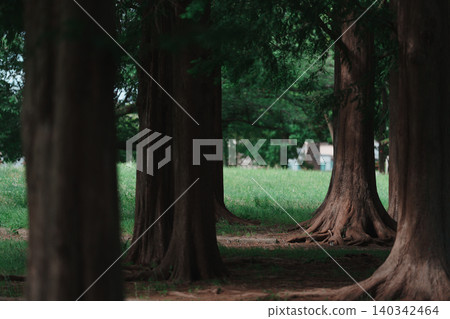 The trees in the park are striking with their interplay of light and shadow. The trees in the park are striking with their interplay of light and shadow. 140342464