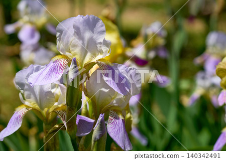 Nice mood.Lovely delicate yellow purple iris flower variety Siberian Nice mood.Lovely delicate yellow purple iris flower variety Siberian 140342491