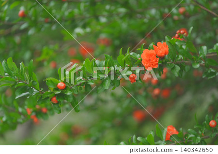 石榴花和芽 石榴花和芽 140342650