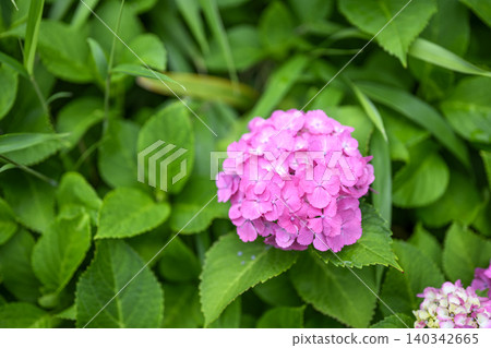 Hydrangeas, pink, rainy season, early summer, June [Fujisawa City, Kanagawa Prefecture] 140342665