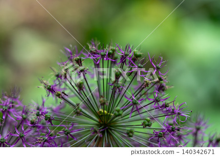 Purple Allium Flower Macro Close-Up Bloom In Garden With Radial Star-Shaped Petals And Green Pods Purple Allium Flower Macro Close-Up Bloom In Garden With Radial Star-Shaped Petals And Green Pods 140342671