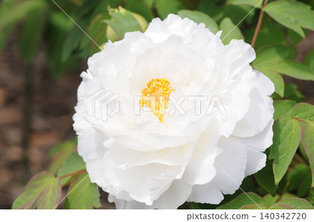 白牡丹花特寫 白牡丹花特寫 140342720