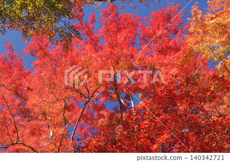 Bright maple leaves Bright maple leaves 140342721