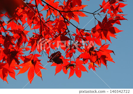 Autumn leaves shining in the blue sky Autumn leaves shining in the blue sky 140342722