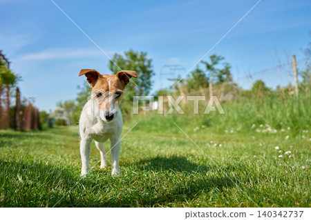 Jack Russell terrier dog walking on grass in sunny garden 140342737