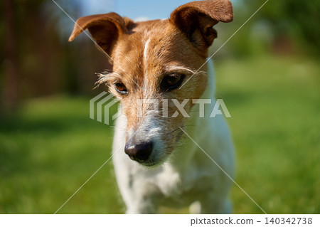 Jack Russell dog portrait on grass Jack Russell dog portrait on grass 140342738