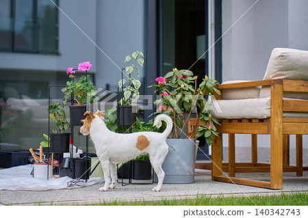 Jack Russell dog on terrace with potted plants Jack Russell dog on terrace with potted plants 140342743
