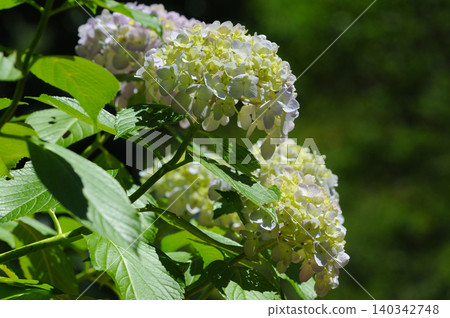 Hydrangeas basking in the sun during a break in the rainy season 140342748