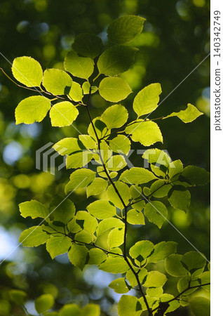 Young leaves of the Japanese beech tree shining in the sunlight 140342749