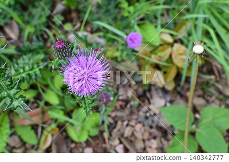 Beautiful purple wild thistle flowers Beautiful purple wild thistle flowers 140342777