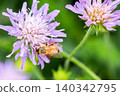 蜜蜂從花朵中採集花蜜，它的腿上沾滿了紅色的花粉球。 140342795