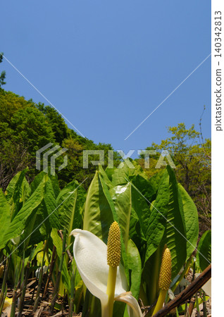 臭菘的花朵在湛藍的天空映襯下格外醒目。 臭菘的花朵在湛藍的天空映襯下格外醒目。 140342813