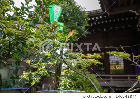 神社庭院裡滿是綠色的楓葉。 神社庭院裡滿是綠色的楓葉。 140342874