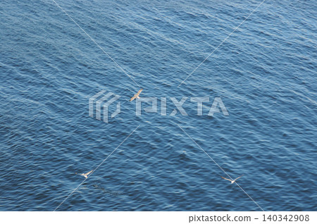 Three seagulls flying over the sea Three seagulls flying over the sea 140342908