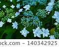 Blue hydrangea 140342925