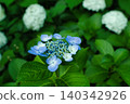 Blue hydrangea 140342926