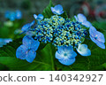 Blue hydrangea 140342927