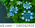 Blue hydrangea 140342928
