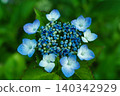 Blue hydrangea 140342929