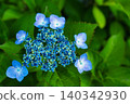 Blue hydrangea 140342930