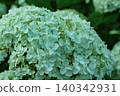 White hydrangea 140342931