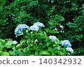 Blue hydrangea 140342932