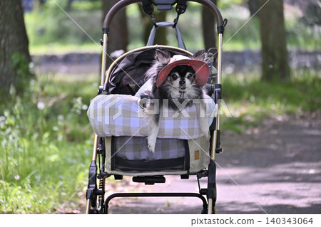 一隻戴著帽子的老吉娃娃坐在寵物推車裡，在綠樹成蔭的草地上散步。 140343064
