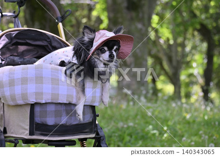 An elderly Chihuahua wearing a hat takes a stroll through the fresh greenery in a pet stroller. An elderly Chihuahua wearing a hat takes a stroll through the fresh greenery in a pet stroller. 140343065