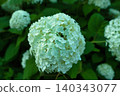 White hydrangea 140343077