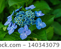 Blue hydrangea 140343079