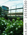 Train and hydrangea 140343080