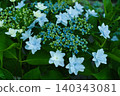 Blue hydrangea 140343081