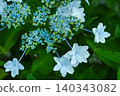 Blue hydrangea 140343082