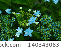 Blue hydrangea 140343083