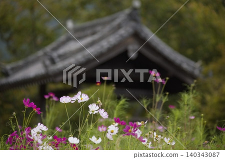 秋花與飛鳥寺 140343087